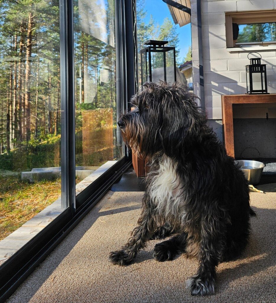 Kuva koirasta katsomassa ulos ikkunasta metsäiseen luontoon.